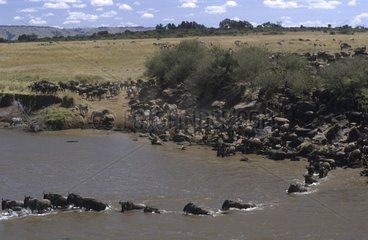 Wildebeest crosssing Mara River Kenya