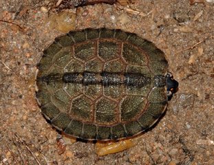 Newborn Tortoise frightened Guyana