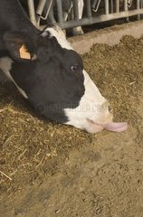 Cow Prim' holstein eating France