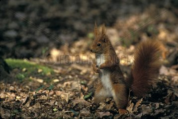 Red Squirrel surprised bristling its hair in undergrowth