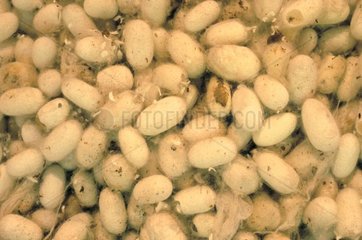Seidensöhne des Bumbyx von Mulberry Frankreich
