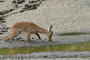 Young Impala (Aepyceros melampus) drinking at a river in drought  Kruger  South Africa