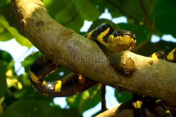 Mangrove snake on a branch - Malaysia