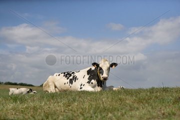 Prim'Holstein Cow at rest in meadow France