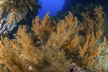 Black coral (Antipathes wollastoni)  Tenerife  Canary Islands.
