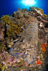 Rock lobster (Scyllarides latus) on reef  El Hierro  Canary Islands.