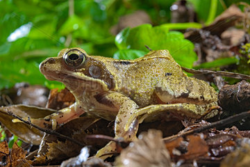 Common frog (Rana temporaria)  France