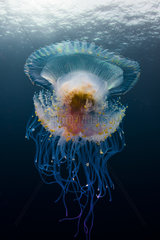 Low angle view Jellyfish (Cephea cephea) drifting in open water  Tahiti  French Polynesia