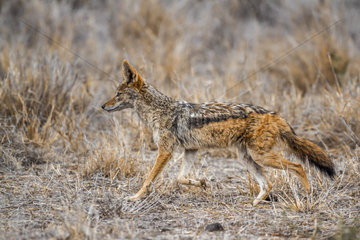Black-backed jackal (Canis mesomelas) walking in Kruger National park  South Africa