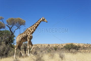 Southern Giraffe (Giraffa giraffa). Aged male. Kalahari Desert  Kgalagadi Transfrontier Park  South Africa.