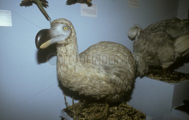 Dodo-Dronte de Maurice Muséum Londres
