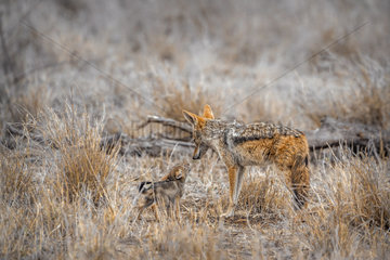 Black-backed jackal (Canis mesomelas) with young in Kruger National park  South Africa