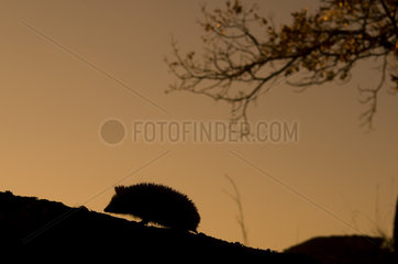 North African Hedgehog (Atelerix algirus) silouhette  Huesca  Spain