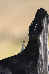 Striped Skink (Mabuya striata) on a stump  Botswana