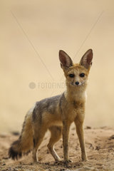 Cape Fox (Vulpes chama). Alert at its burrow. Kalahari Desert  Kgalagadi Transfrontier Park  South Africa.