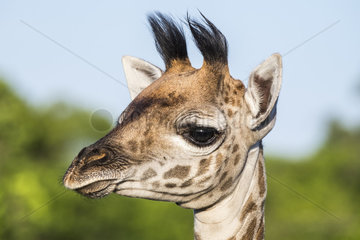 Masai Giraffe (Giraffa camelopardalis tippelskirchi)  young portrait  Masai-Mara National Reserve  Kenya