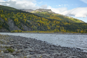 Nenana river and colors of late autumn in the park  Denali National Park  Alaska  USA