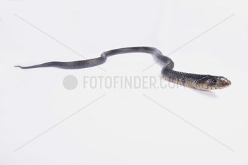 Texas indigo snake (Drymarchon melanurus erebennus) on white background