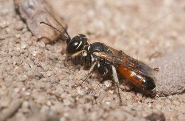 Digger wasp (Dinetus pictus) female  Regional Natural Park of Northern Vosges  France