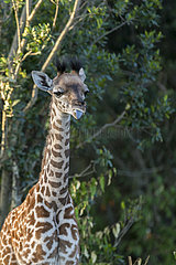 Masai Giraffe (Giraffa camelopardalis tippelskirchi)  young portrait  Masai-Mara National Reserve  Kenya