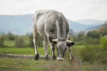 Gascon cow grazing in a mountain pasture in the spring. France