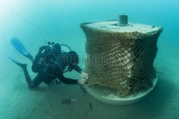 Scuba diver equipping an experimental artificial micro reef with a coconut fiber net  Marine Protected Area of the Agathe Coast  Herault  France
