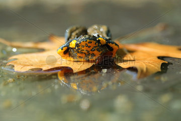 Yellow-bellied Toad (Bombina variegata) on a dead leave  Bulgaria