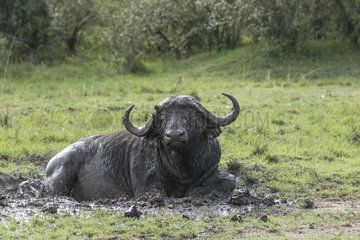 African Buffalo (Syncerus caffer)  male in the mud  Masai-Mara Reserve  Kenya