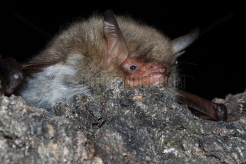 Natterer's Bat (Myotis nattereri) laid down  France