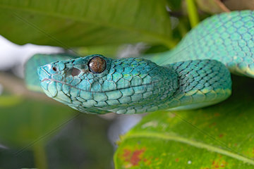 Portrait of Side Striped Palm Pitviper (Bothriechis lateralis)  Costa Rica