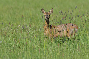 Roe deer (Capreolus capreolus) female moulting in spring  Normandy  France