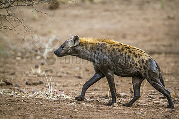 Spotted hyaena (Crocuta crocuta) walking in Kruger National park  South Africa