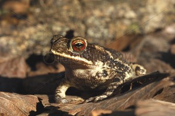 Gulf coast toad Lake Fausse Pointe State Park Louisiana USA
