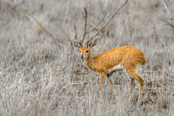Steenbok (Raphicerus campestris)  Kruger national park  South Africa