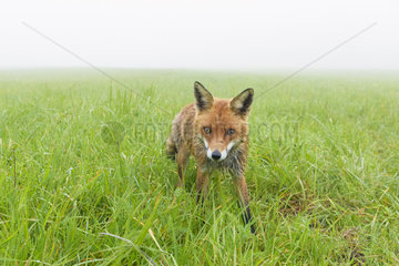 Red Fox (Vulpes vulpes) on a misty meadow in spring  Hesse  Germany
