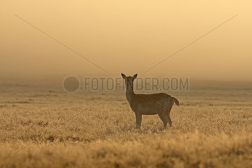 Female Fallow deer in the light of the rising sun GB