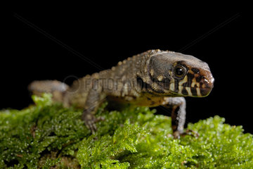Smith's Tropical Night Lizard (Lepidophyma smithii) on black background
