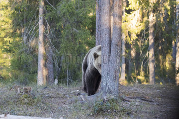 Brown bear (Ursus arctos) hidden in forest  Finland