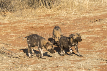 African wild dog or African hunting dog or African painted dog (Lycaon pictus)  youngs  Kalahari Desert  South African Republic