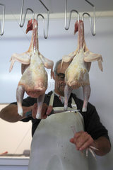 Craftsman preparing organic chickens after slaughter  Provence  France