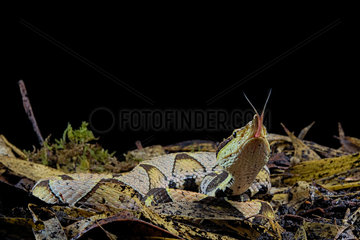 Sharp-nosed viper (Deinagkistrodon acutus) on dead leaves on black background