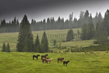 Horses in a mountain meadow in the mist Bavaria