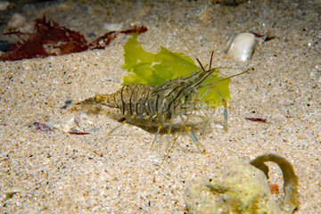 Rockpool prawn (Palaemon elegans) on sandy bottom  Around the Island of Oleron  Atlantic Ocean  France