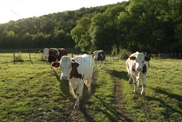 Kühe  die in der Pre One Côte-d'or Frankreich gehen