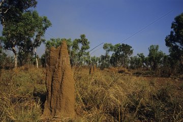 Termite mounds Queensland Australia