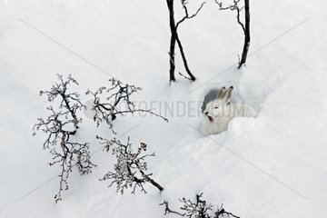 Mountain Hare (Lepus timidus) yawning at covert in white winter coat in the Alps  Valais  Switzerland.