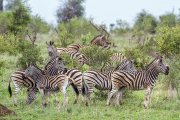 Plains zebras (Equus quagga burchellii)  in savanna  Kruger National park  South Africa