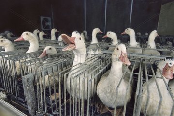 Mulard Ducks Zucht für die Produktion von Foie Gras France