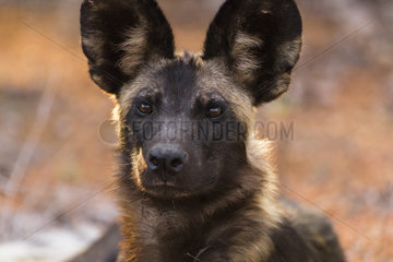 African Wild Dog (Lycaon pictus) portrait  South Africa  Kruger national park