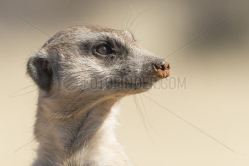 Meerkat or suricate (Suricata suricatta)  adult  Kalahari Desert  South African Republic
